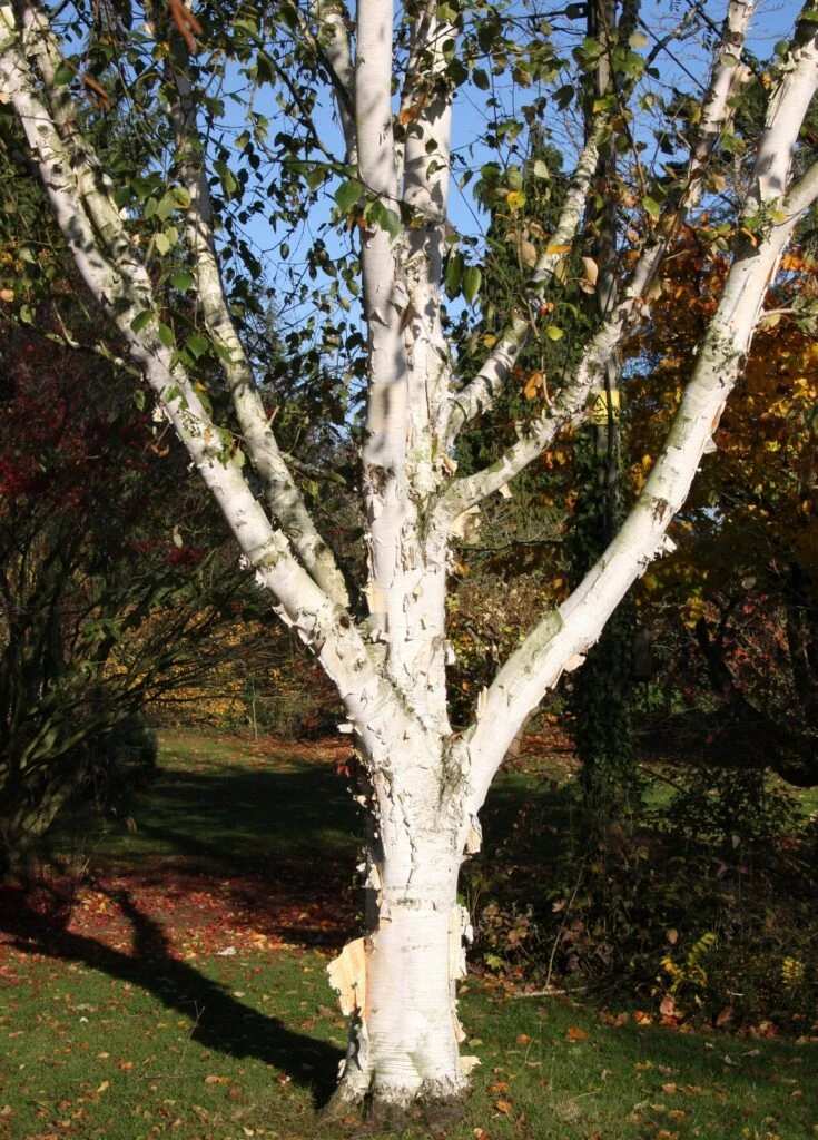 Betula Utilis ‘Snow Queen’ 6 Betula Utilis ‘Snow Queen’ - Image 4
