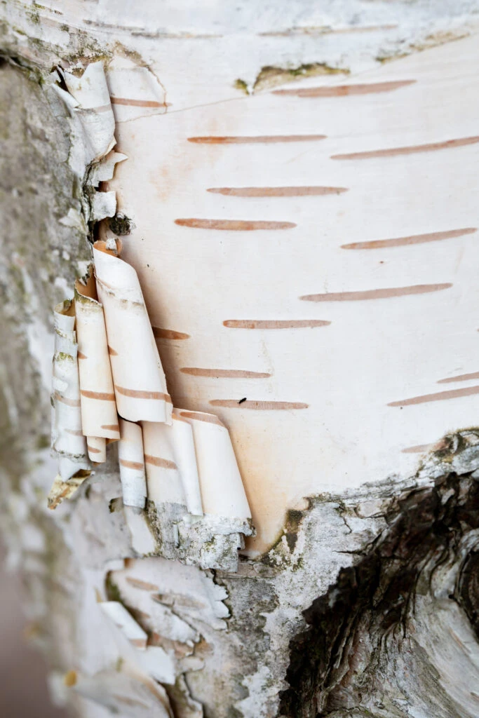 Betula Utilis ‘Snow Queen’ 3 Betula Utilis ‘Snow Queen’