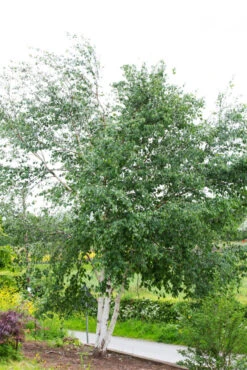 Betula Utilis ‘Snow Queen’ 11 Betula Utilis ‘Snow Queen’ -Tree Furnish Store 11489 13306 7383 683x1024 1