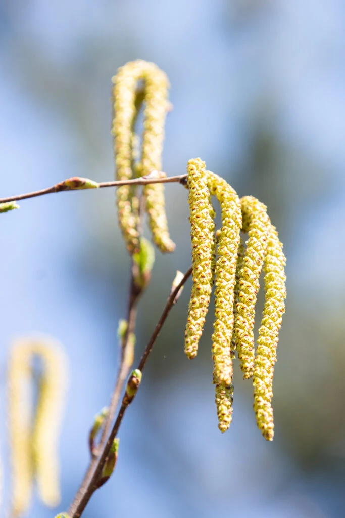 Betula Utilis ‘Snow Queen’ 4 Betula Utilis ‘Snow Queen’ - Image 2
