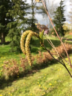Betula Utilis Var. Jacquemontii ‘Trinity College’ -Tree Furnish Store 11492 1 1 768x1024 1