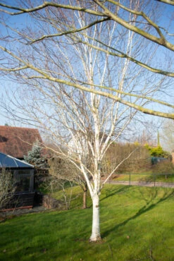 Betula Utilis Var. Jacquemontii ‘Trinity College’ -Tree Furnish Store 11492 12256 9f8f 1 683x1024 1