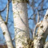 Betula Utilis Var. Jacquemontii ‘Trinity College’ -Tree Furnish Store 11492 12257 710f 683x1024 1