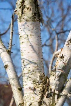 Betula Utilis Var. Jacquemontii ‘Trinity College’