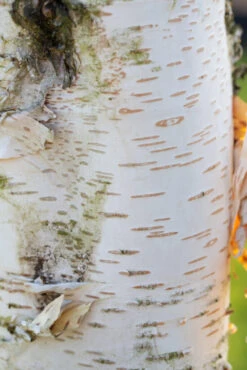 Betula Utilis Var. Jacquemontii ‘Trinity College’ -Tree Furnish Store 11492 12258 a107 1 683x1024 1