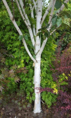 Betula Utilis Var. Jacquemontii ‘Trinity College’ -Tree Furnish Store 11492 2 1 620x1024 1