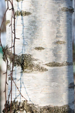 Betula Pendula ‘Tristis’ -Tree Furnish Store 11493 12264 76ea 683x1024 1