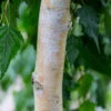 Betula Pendula ‘Tristis’ 1 Betula Pendula ‘Tristis’ -Tree Furnish Store 11493 14106 f9db 683x1024 1