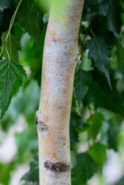 Betula Pendula ‘Tristis’