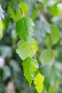 Betula Pendula ‘Tristis’ -Tree Furnish Store 11493 14108 4c0c 683x1024 1