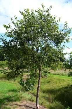 Betula Utilis ‘Wakehurst Place Chocolate’ -Tree Furnish Store 11494 1 1 678x1024 1