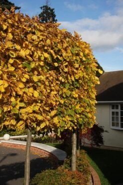 Carpinus Betulus -Tree Furnish Store 11496 1 1