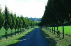 Carpinus Betulus ‘Frans Fontaine’ -Tree Furnish Store 11499