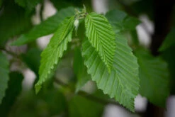 Carpinus Betulus ‘Frans Fontaine’