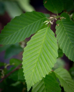 Carpinus Betulus ‘Frans Fontaine’ -Tree Furnish Store 11499 13959 bb04 819x1024 1