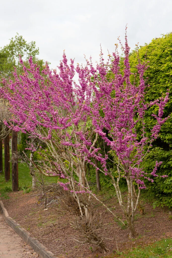 Cercis Chinensis ‘Avondale’ 6 Cercis Chinensis ‘Avondale’ - Image 4