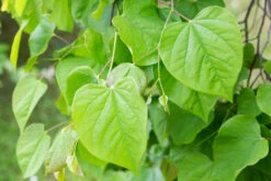 Cercis Chinensis ‘Avondale’ 7 Cercis Chinensis ‘Avondale’ -Tree Furnish Store 11511 13308 2ae1 1024x683 1