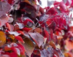 Cercis Canadensis ‘Forest Pansy’