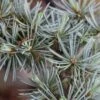 Cedrus Atlantica ‘Glauca’ -Tree Furnish Store 11518 1024x684 1
