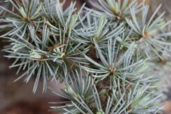 Cedrus Atlantica ‘Glauca’