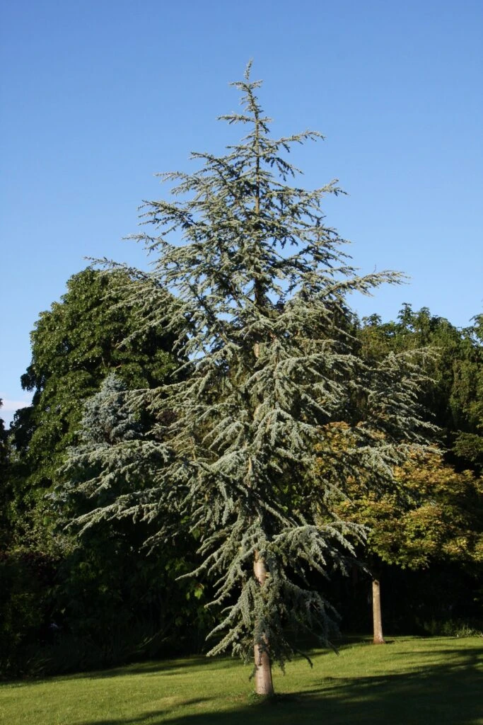 Cedrus Atlantica ‘Glauca’ 4 Cedrus Atlantica ‘Glauca’ - Image 2