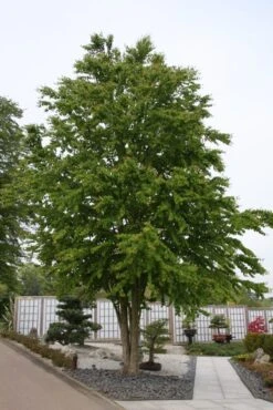 Cercidiphyllum Japonicum -Tree Furnish Store 11520 1 1 683x1024 1