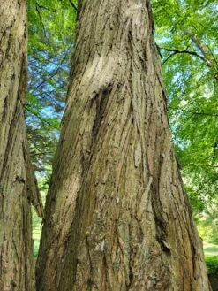 Cercidiphyllum Japonicum -Tree Furnish Store 11520 14763 4c2b 768x1024 1