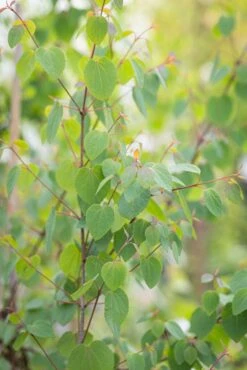 Cercidiphyllum Japonicum