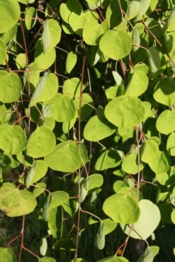 Cercidiphyllum Japonicum ‘Pendulum’