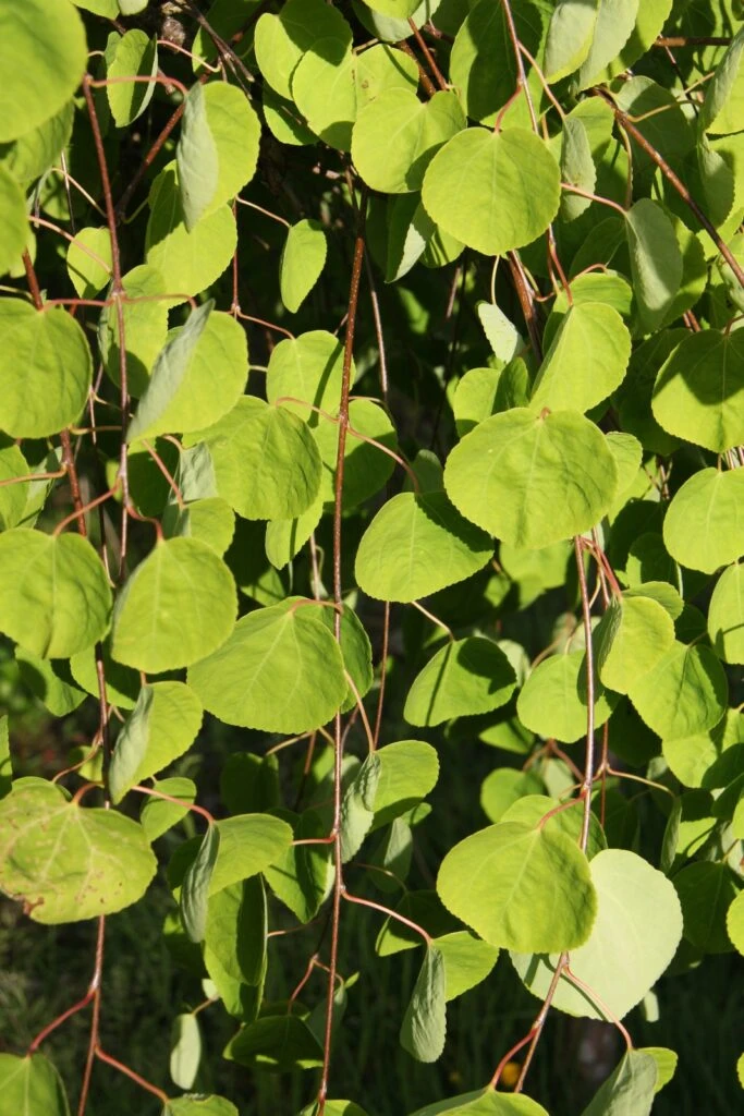 Cercidiphyllum Japonicum ‘Pendulum’ 3 Cercidiphyllum Japonicum ‘Pendulum’