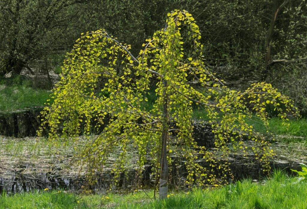 Cercidiphyllum Japonicum ‘Pendulum’ 4 Cercidiphyllum Japonicum ‘Pendulum’ - Image 2