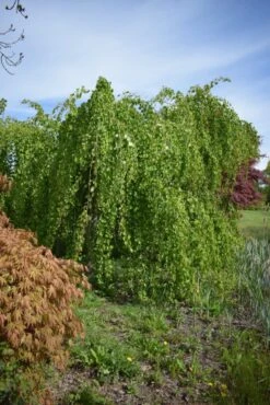 Cercidiphyllum Japonicum ‘Pendulum’ 7 Cercidiphyllum Japonicum ‘Pendulum’ -Tree Furnish Store 11521 2 1 684x1024 1