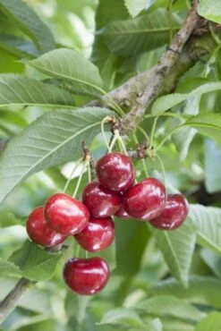 Celeste® -Tree Furnish Store 11536 2 1 683x1024 1