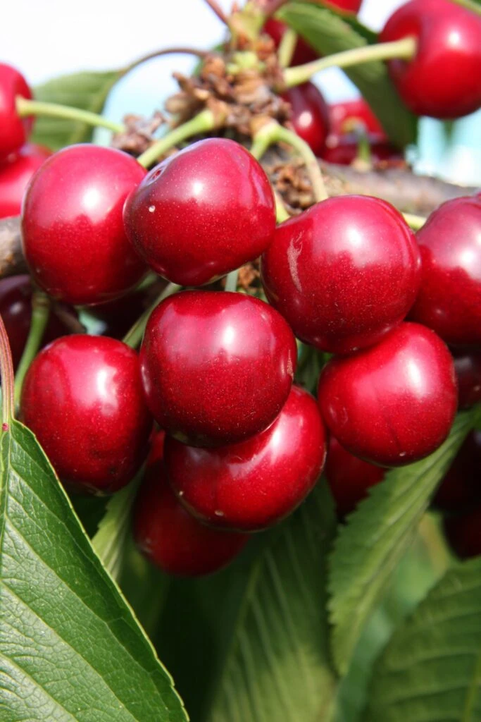 Sunburst 4 Sunburst - Image 2