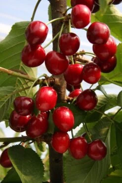 Sunburst 7 Sunburst -Tree Furnish Store 11562 2 1 683x1024 1