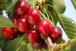 Summer Sun -Tree Furnish Store 11563 2 1 1024x683 1