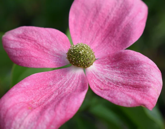 Cornus X ‘Norman Haddon’ 3 Cornus X ‘Norman Haddon’