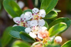 Cotoneaster X Suecicus ‘Coral Beauty’ -Tree Furnish Store 11585 13507 8a9f 1024x683 1