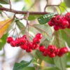 Cotoneaster Frigidus ‘Cornubia’ -Tree Furnish Store 11586 12897 733a 1024x683 1