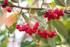 Cotoneaster Frigidus ‘Cornubia’