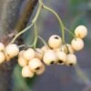 Cotoneaster Salicifolius ‘Exburiensis’ -Tree Furnish Store 11587 14718 7b12 1024x683 1