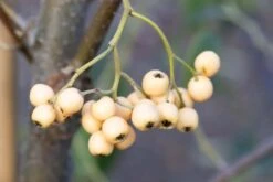 Cotoneaster Salicifolius ‘Exburiensis’