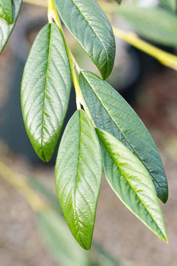 Cotoneaster Salicifolius ‘Exburiensis’ 4 Cotoneaster Salicifolius ‘Exburiensis’ - Image 2