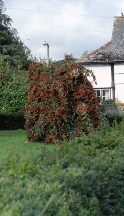 Cotoneaster ‘Hybridus Pendulus’ 7 Cotoneaster ‘Hybridus Pendulus’ -Tree Furnish Store 11588 1 1 585x1024 1