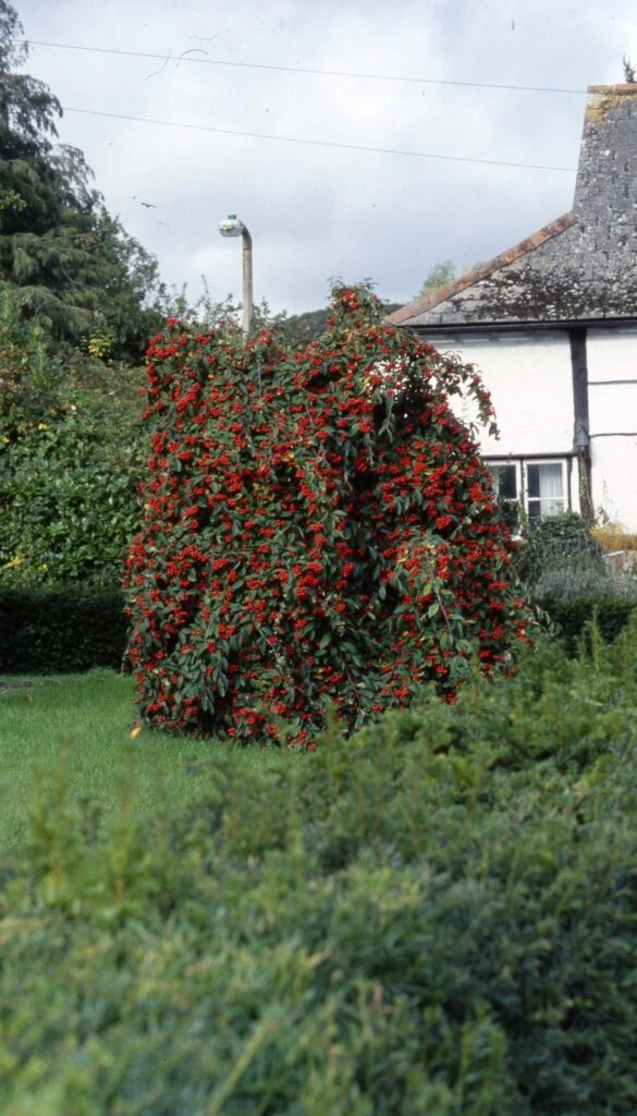 Cotoneaster ‘Hybridus Pendulus’ 5 Cotoneaster ‘Hybridus Pendulus’ - Image 3