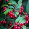Cotoneaster ‘Hybridus Pendulus’ -Tree Furnish Store 11588 12885 adc1 683x1024 1