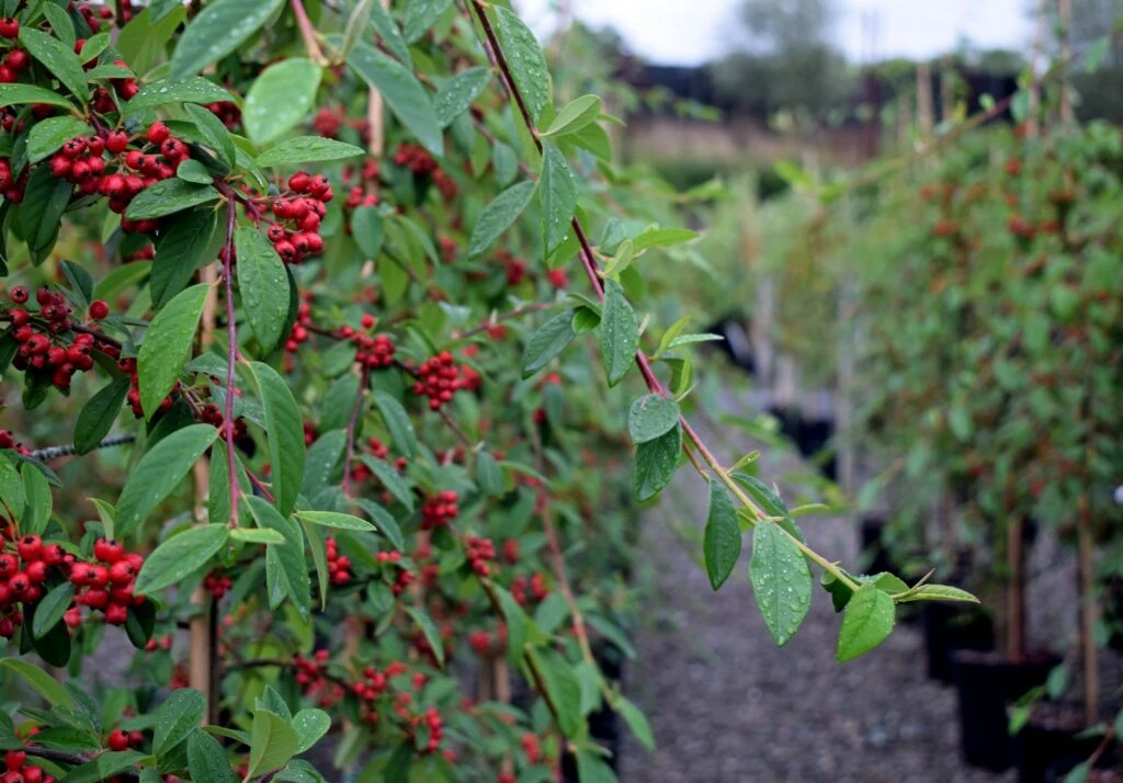 Cotoneaster ‘Hybridus Pendulus’ 4 Cotoneaster ‘Hybridus Pendulus’ - Image 2