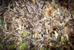 Corylus Avellana ‘Contorta’