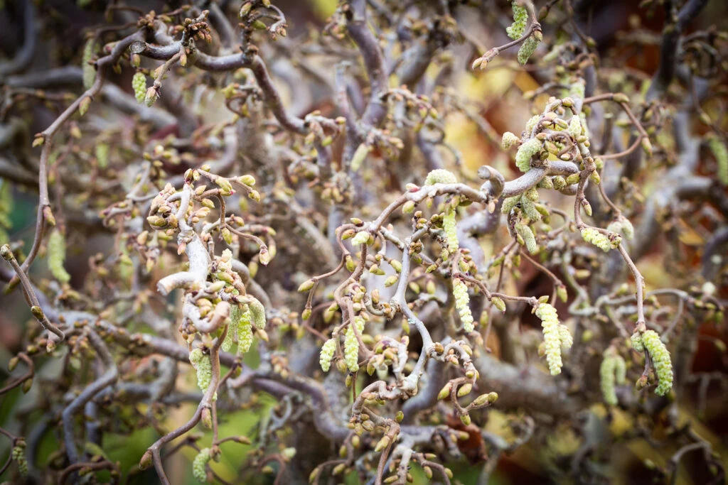 Corylus Avellana ‘Contorta’ 3 Corylus Avellana ‘Contorta’