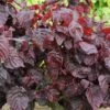Corylus Avellana ‘Red Majestic’® -Tree Furnish Store 11596 1024x683 1
